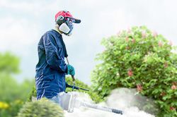 Обработка сада от паразитов - необходимые меры и их регулярность  в Новокузнецке