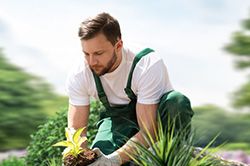 Озеленение и городское благоустройство, создание комфортной среды  в Новокузнецке