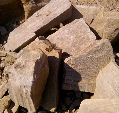 Kamenclub.ru: Песчаник пластушка желтый с рисунком (7-15 см)  купить в Новокузнецке плитняк - пластушка - бут желтый песчаник 10200 руб/м3   фото КАМЕНЬ КЛУБ