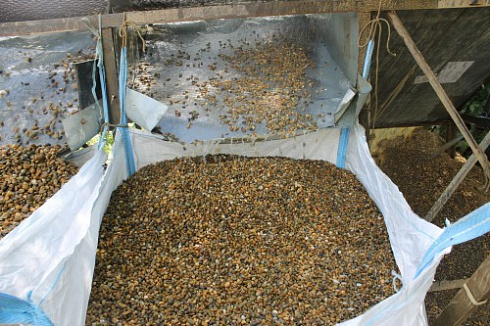 Kamenclub.ru: Галька окат (серо-желтая) фр.10-20 мм. купить  в Новокузнецке галька серо-желтая, рыжая, серый речная окатанная округлая галька 5000 руб/т   фото КАМЕНЬ КЛУБ