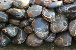 Kamenclub.ru: Валунчик Паутинник фр.100-300 мм  купить в Новокузнецке крупный природный камень галечник темно-серый с прожилками белый черный речной валунчик 5000 руб/т   фото КАМЕНЬ КЛУБ