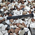 Kamenclub.ru: Мраморная крошка (щебень крошка микс : белый-черный-розовый) фр. 20-40 мм.  купить в Новокузнецке мрамор белый, черный, розовый декоративная ландшафтная крошка 12000 руб/т   фото КАМЕНЬ КЛУБ
