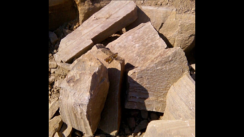 Kamenclub.ru: Песчаник пластушка желтый с рисунком (4-6 см)  купить в Новокузнецке плитняк пластушка желтый с рисунком песчаник 9 000 руб/м3   фото КАМЕНЬ КЛУБ