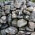 Kamenclub.ru: Валунчик Паутинник фр.100-300 мм  купить в Новокузнецке крупный природный камень галечник темно-серый с прожилками белый черный речной валунчик 5000 руб/т   фото КАМЕНЬ КЛУБ