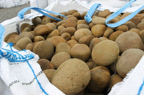 Kamenclub.ru: Песчаник ядра, фр. 100-300 мм  купить в Новокузнецке песчаник бежевый серый рыжий речная галька 5 000 руб/т   фото КАМЕНЬ КЛУБ