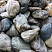 Kamenclub.ru: Речной валун Кабанчик фр.300-500 мм.  купить в Новокузнецке крупный природный камень галька серый, темно-серый речной валун галечник масштабный 7000 руб/т   фото КАМЕНЬ КЛУБ