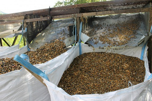 Kamenclub.ru: Галька окат (серо-желтая) фр.10-20 мм. купить  в Новокузнецке галька серо-желтая, рыжая, серый речная окатанная округлая галька 5000 руб/т   фото КАМЕНЬ КЛУБ