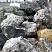Kamenclub.ru: Черный гранит - кварцит фр. 100-500 мм.  купить в Новокузнецке мрамор гранит черный с белыми прожилками, серый, белый валун скальный колотый 7000 руб/т   фото КАМЕНЬ КЛУБ