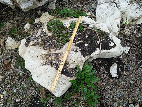 Kamenclub.ru: Выветренный известняк со мхом фр. 100-500 мм.  купить в Новокузнецке известняк серый белый зеленый валун известняковый крупный 10000 руб/т   фото КАМЕНЬ КЛУБ