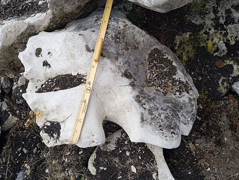 Kamenclub.ru: Выветренный известняк (степной) фр. 500-1500 мм.  купить в Новокузнецке    10000 руб/т   фото КАМЕНЬ КЛУБ