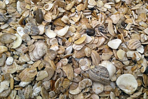 Морская ракушка фр. 5-20 мм  купить в Новокузнецке фото Камень Клуб