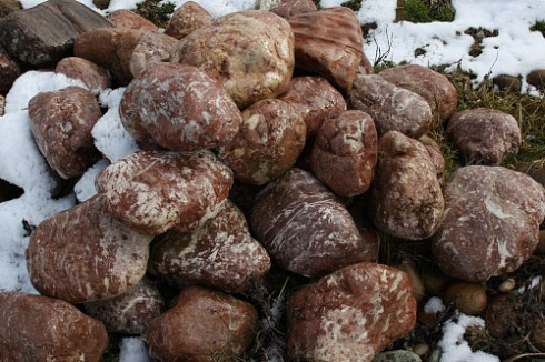 Kamenclub.ru: Розовый валунчик фр.100-300 мм.  купить в Новокузнецке крупный природный камень розовый, серый молочный красный речной галечник природный 7850 руб/т   фото КАМЕНЬ КЛУБ